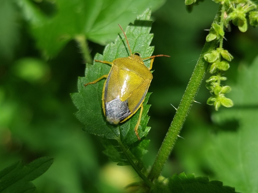 Piezodorus lituratus - bíboros címerespoloska Piezodorus lituratus - bíboros címerespoloska