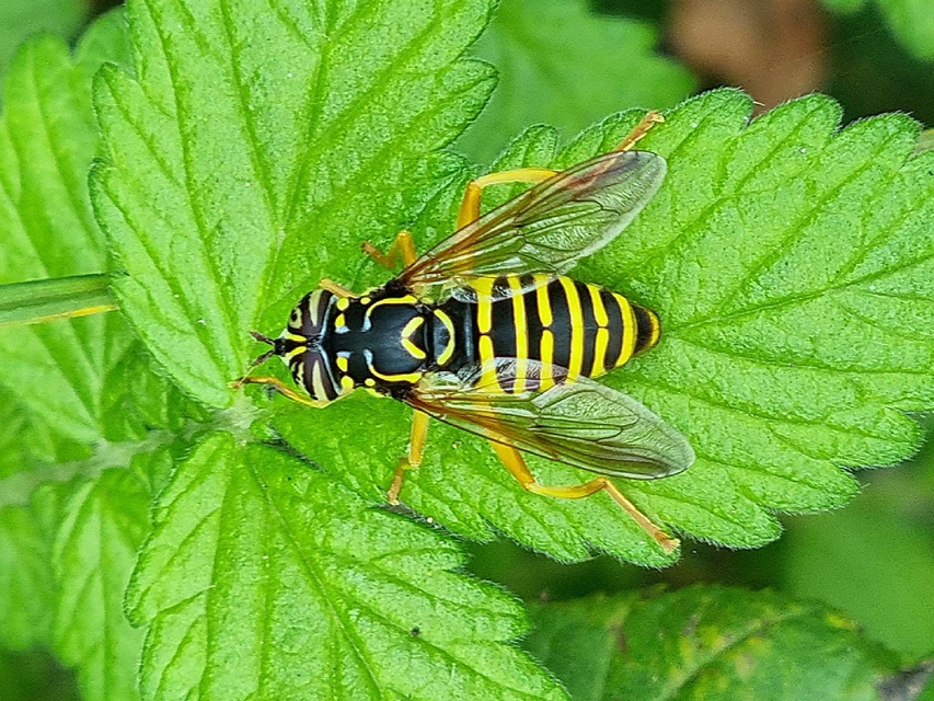 Spilomyia saltuum - keskenysávú odúzengőlégy