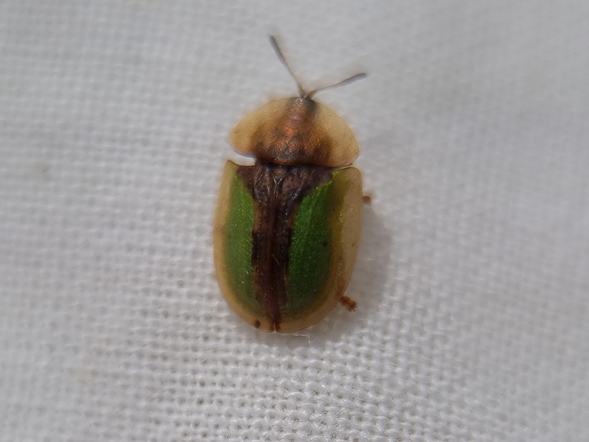 Cassida vibex - szőrös pajzsbogár Cassida vibex - szőrös pajzsbogár