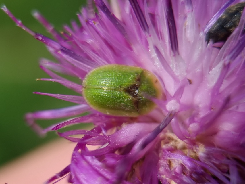 Cassida Cassida