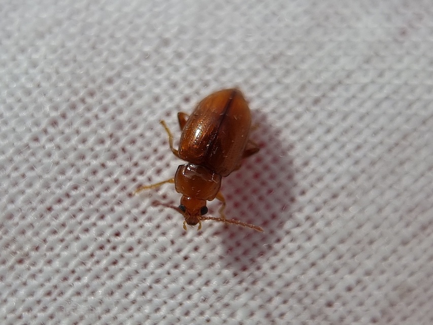Neocrepidodera