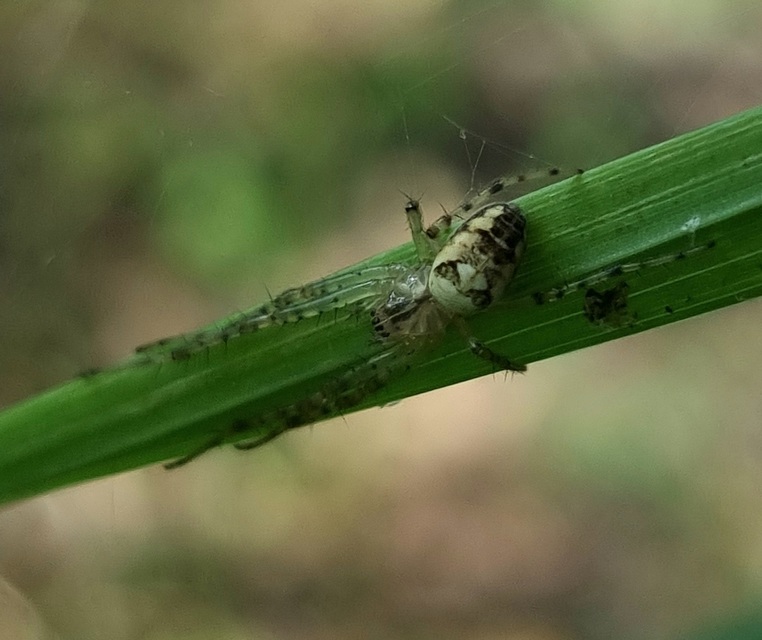 Metellina segmentata/mengei