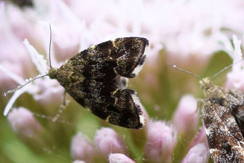Anthophila fabriciana - lápréti levélmoly