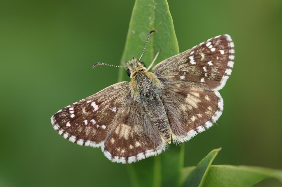 Pyrgus armoricanus - feles busalepke