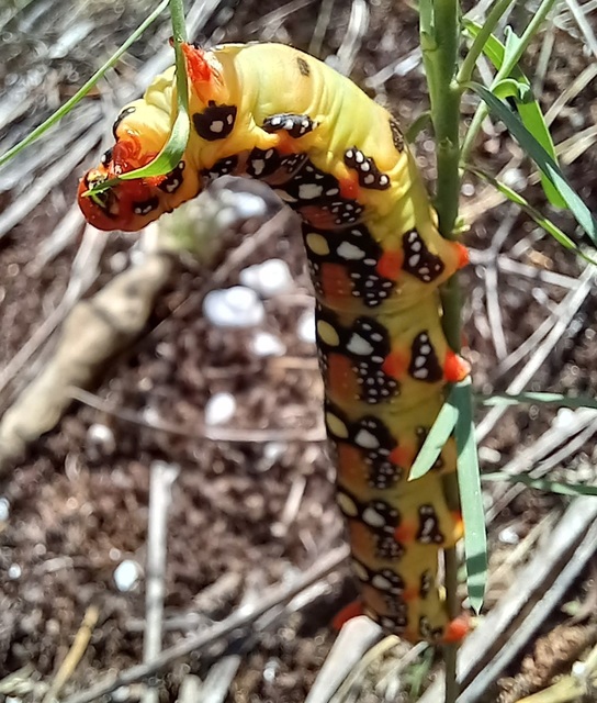 Hyles euphorbiae - kutyatejszender