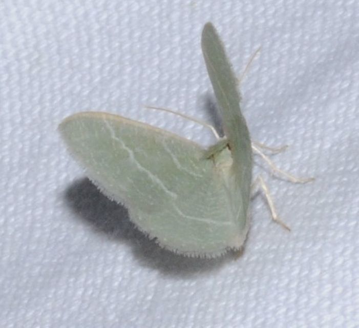 Phaiogramma etruscaria - fehérpettyes zöldaraszoló