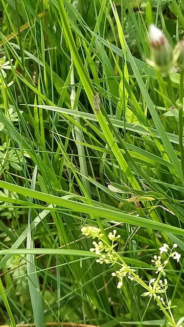 Homoeosoma sinuella - agyagsárga karcsúmoly