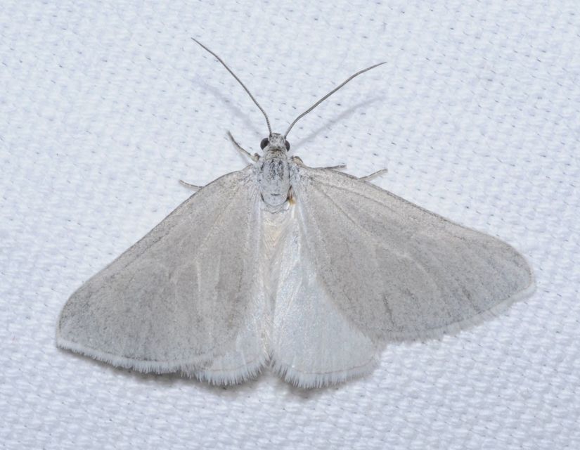 Lithostege farinata - ezüstfehér araszoló