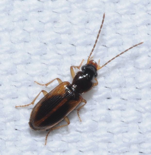 Anthracus consputus - nyerges kisdedfutó