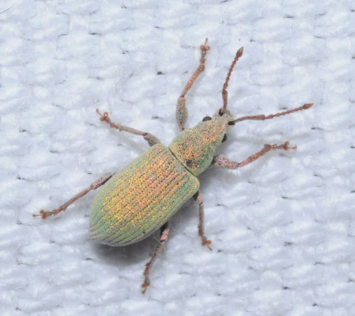 Phyllobius virideaeris - halványzöld levélormányos