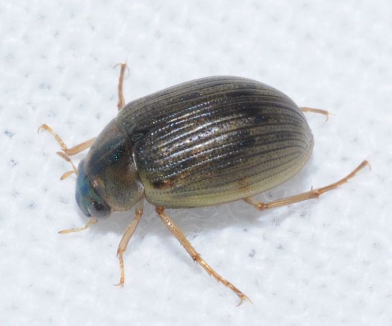 Berosus signaticollis - csíkosnyakú szemescsibor Berosus signaticollis - csíkosnyakú szemescsibor