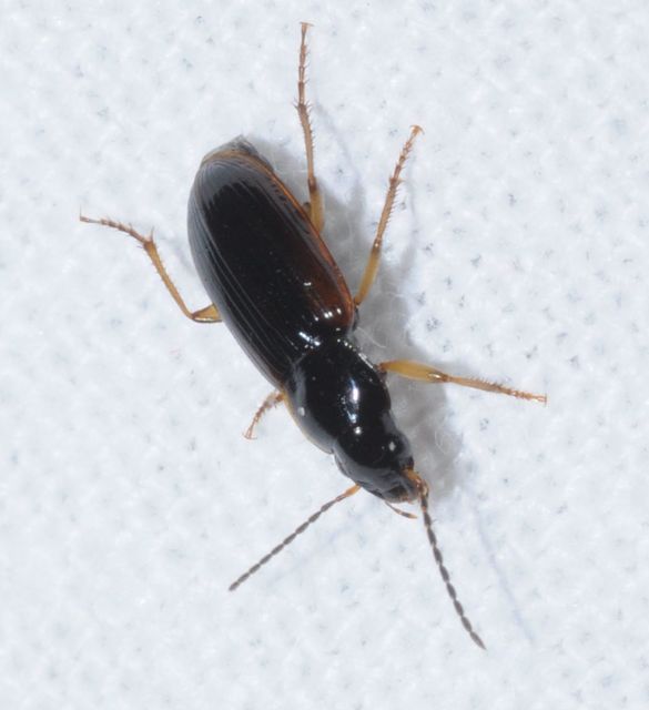 Stenolophus mixtus - közönséges turzásfutó