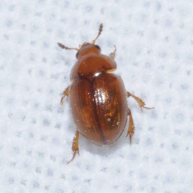 Leiodidae - pecebogárfélék Leiodidae - pecebogárfélék