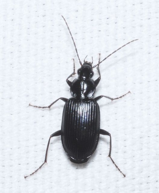 Agonum lugens - mocsári kisfutó Agonum lugens - mocsári kisfutó