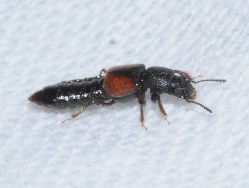 Bledius tricornis - háromszarvú ásóholyva Bledius tricornis - háromszarvú ásóholyva