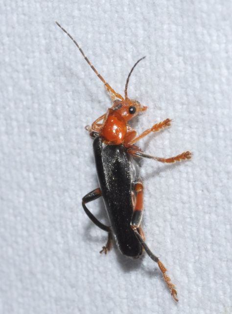 Cantharis livida - mezei lágybogár