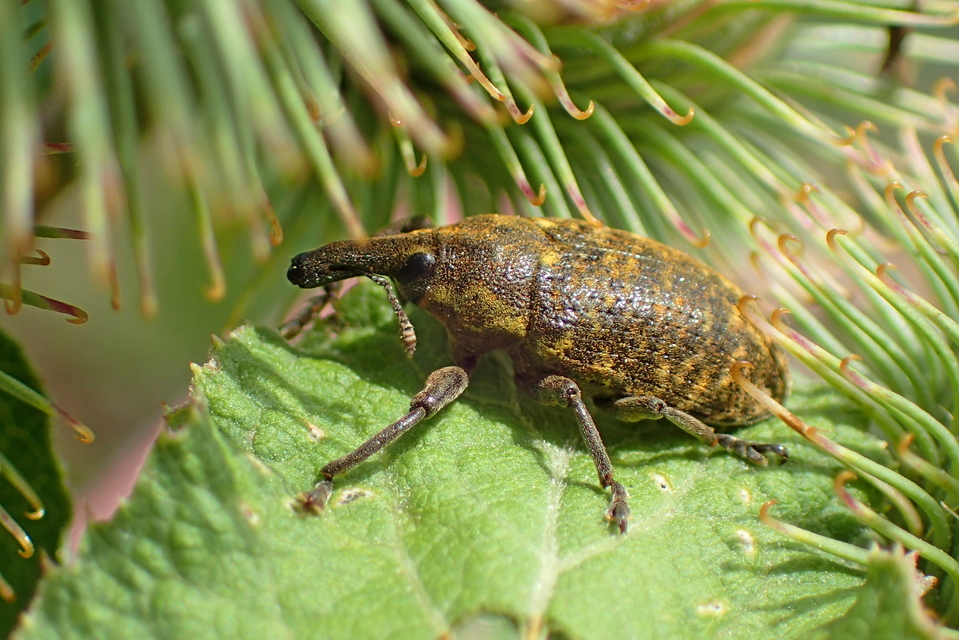 Larinus sturnus - aszat-púderbarkó