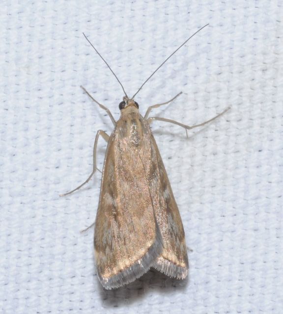 Loxostege sticticalis - muszkamoly
