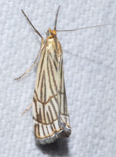 Chrysocramboides craterella - rácsos fűgyökérmoly