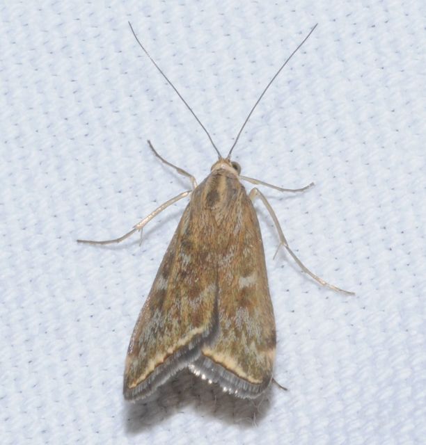 Loxostege sticticalis - muszkamoly