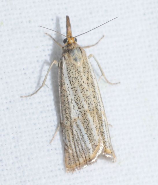 Thisanotia chrysonuchella - tavaszi fűgyökérmoly