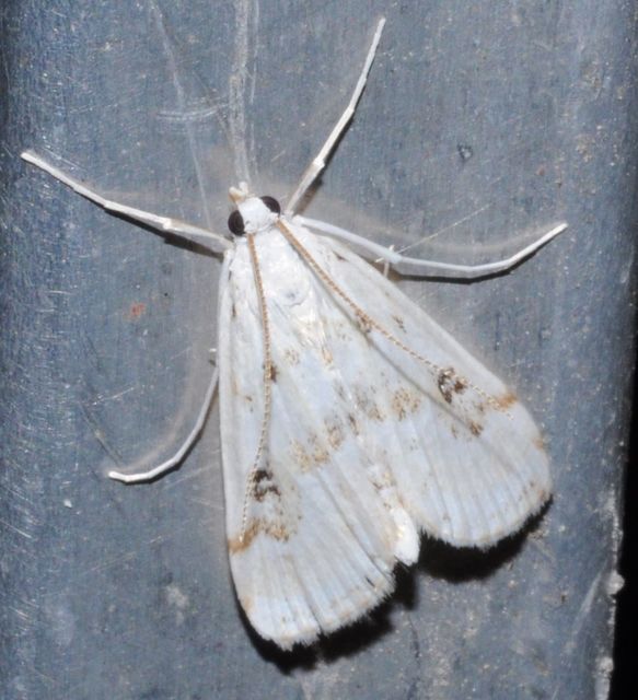Parapoynx stratiotata - közönséges vízimoly