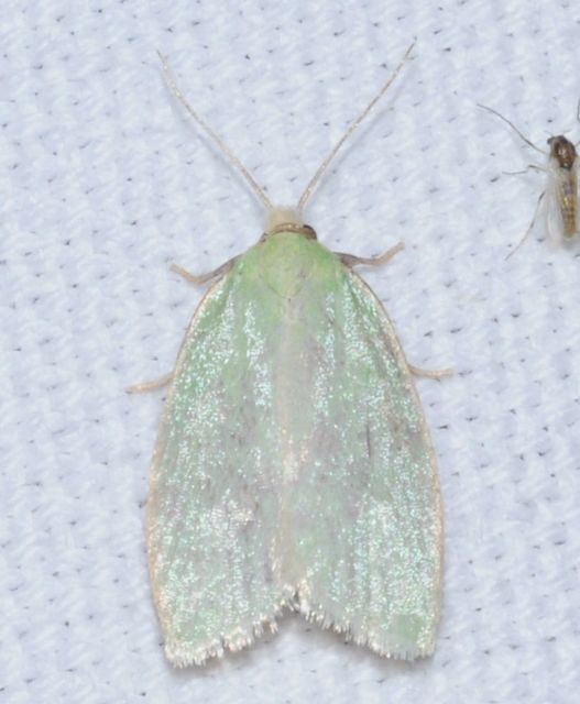 Tortrix viridana - tölgyilonca