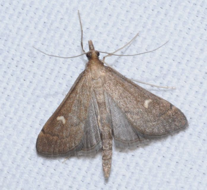 Dolicharthria punctalis - hosszúlábú tűzmoly