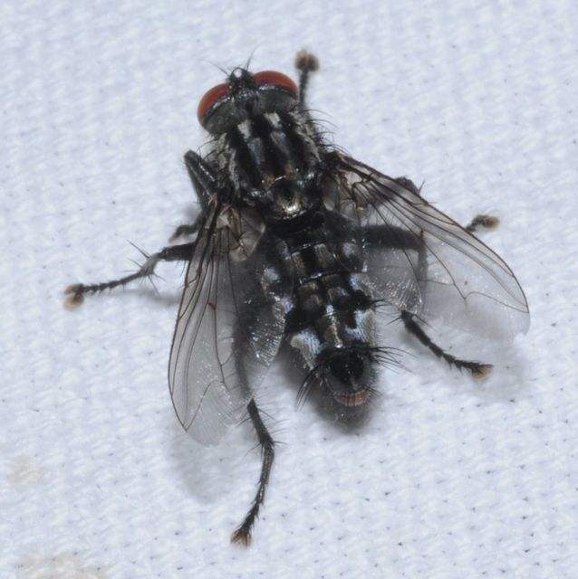 Sarcophagidae - húslégyfélék