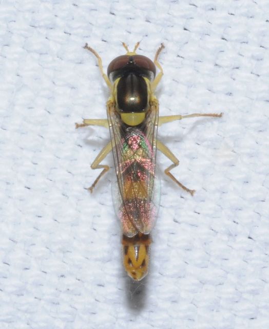 Sphaerophoria