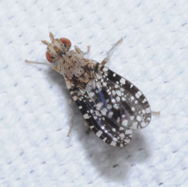 Trypetoptera punctulata - pirosszemű szarvaslégy