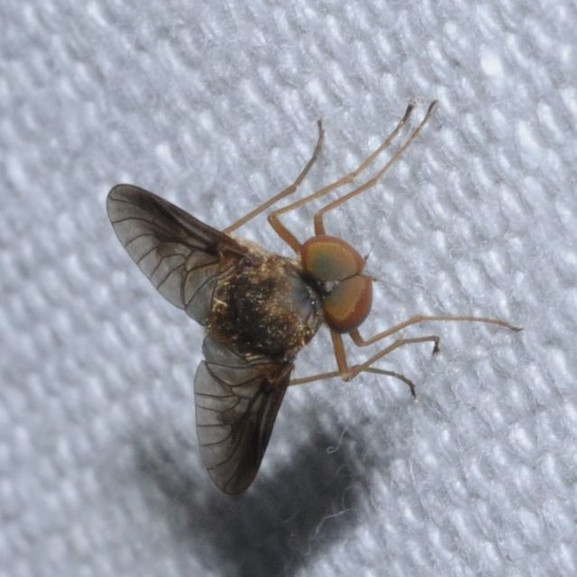 Rhagionidae - kószalégyfélék