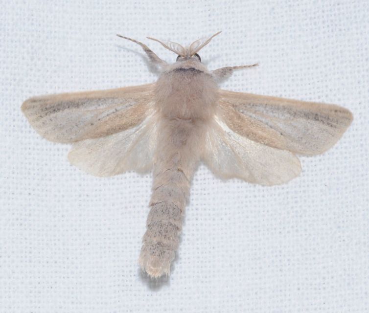 Phragmataecia castaneae - nádfúrólepke