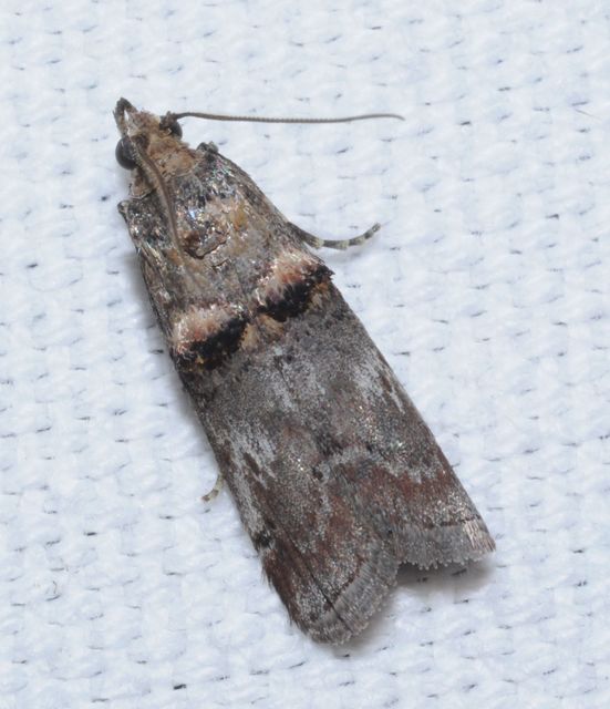 Trachonitis cristella - bokorrágó karcsúmoly