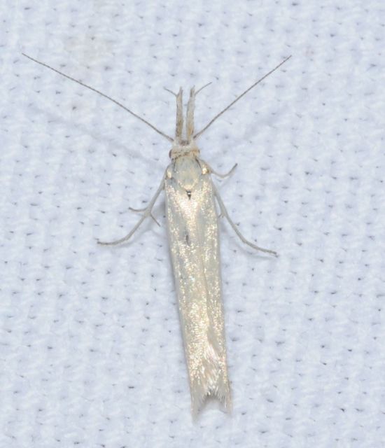 Pleurota
