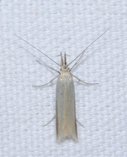 Pleurota