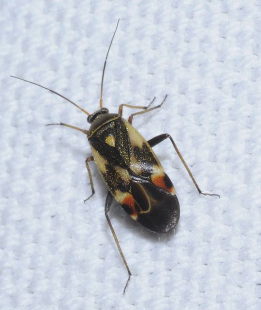 Polymerus Polymerus
