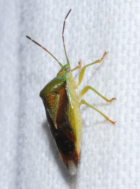 Elasmostethus Elasmostethus