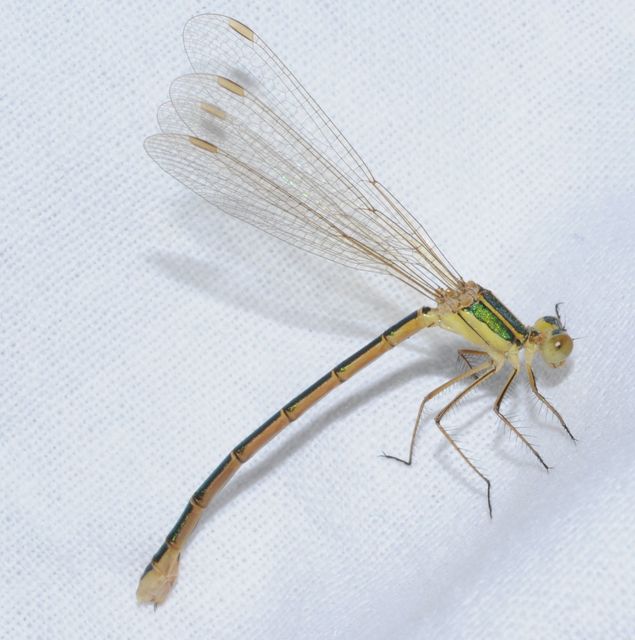 Lestes barbarus - foltosszárnyjegyű rablószitakötő