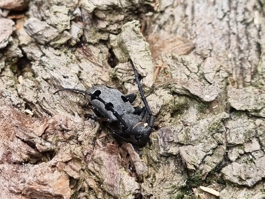 Morimus asper funereus - gyászcincér