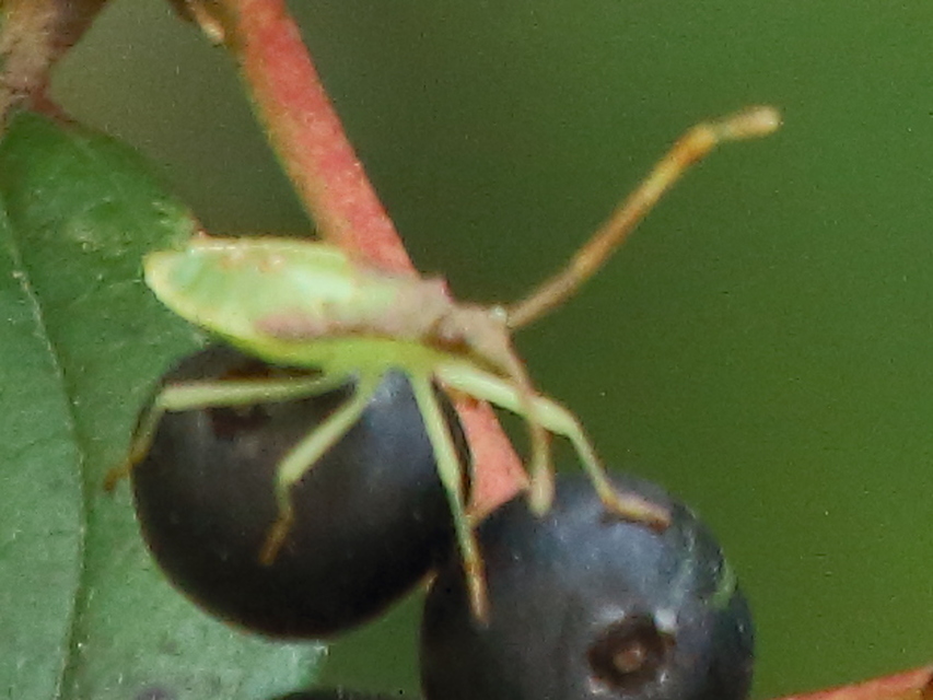 Gonocerus