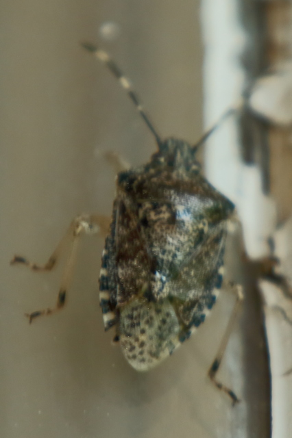Rhaphigaster nebulosa - bencepoloska