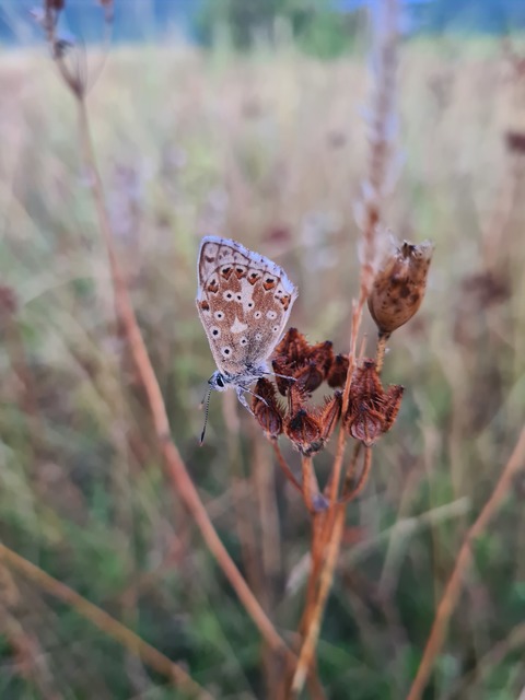 Polyommatus coridon - ezüstkék boglárka