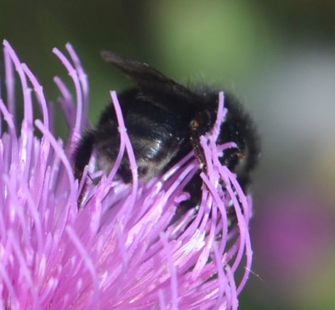 Xylocopa