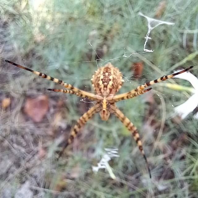 Argiope lobata - karéjos keresztespók