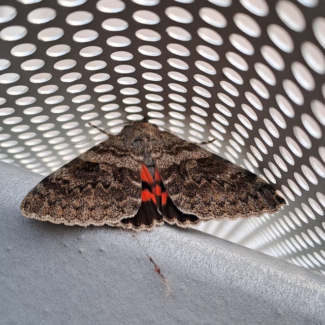 Catocala elocata - közönséges övesbagoly