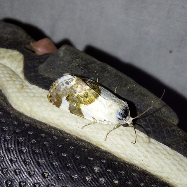 Acontia lucida - fehér nappalibagoly