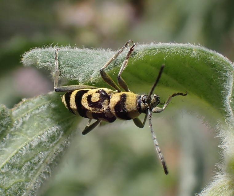 Chlorophorus varius - díszes darázscincér