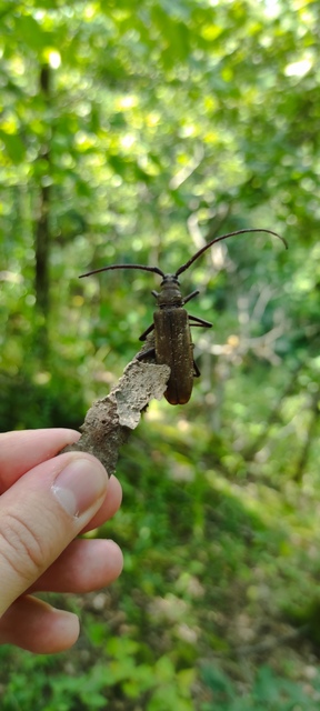 Aegosoma scabricorne - diófacincér