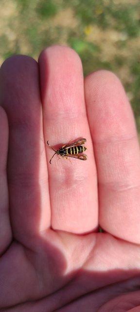 Sesiidae - szitkárfélék